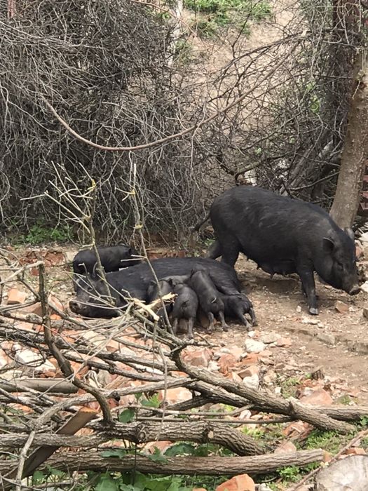 Продаж овець та свиней
