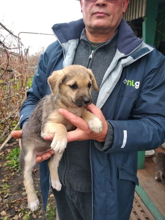 Собаки, цуценята безкоштовно