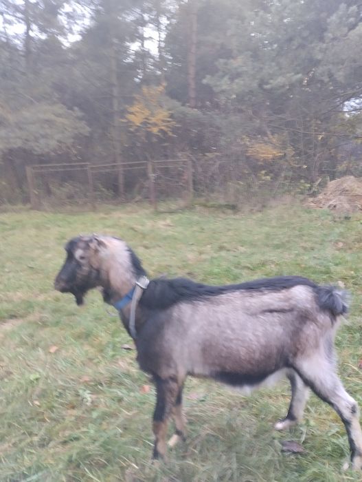 Sprzedam koziołka, capka z początku roku po mlecznej kozie