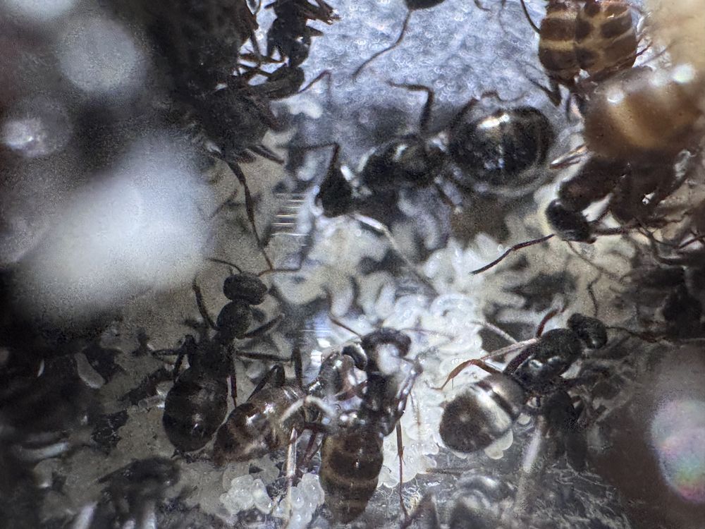 Mrówki formica fusca 9królowych+200 robotnic