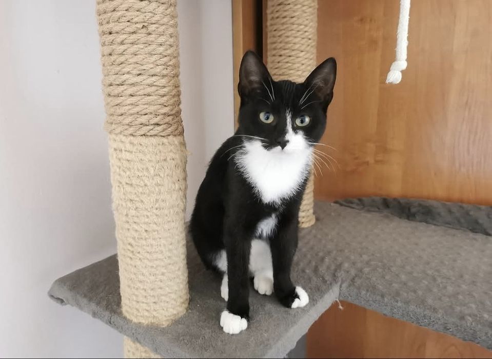 4 miesięczna Eklerka szuka domu