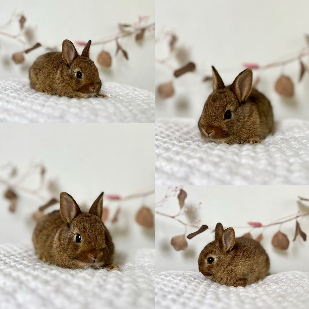 Mini Króliczki ras: Mini lop i Karzełki Teddy Gotowe do odbioru