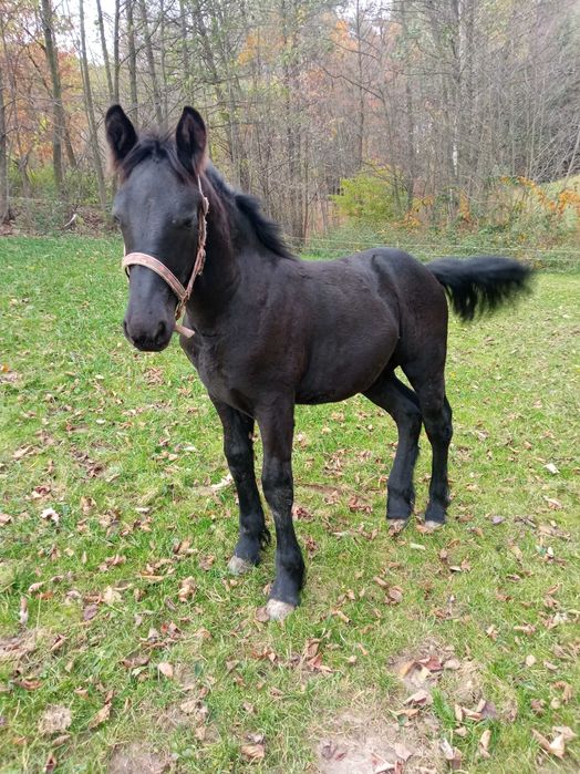 Sprzedam 2 źrebaki rasy PKZ