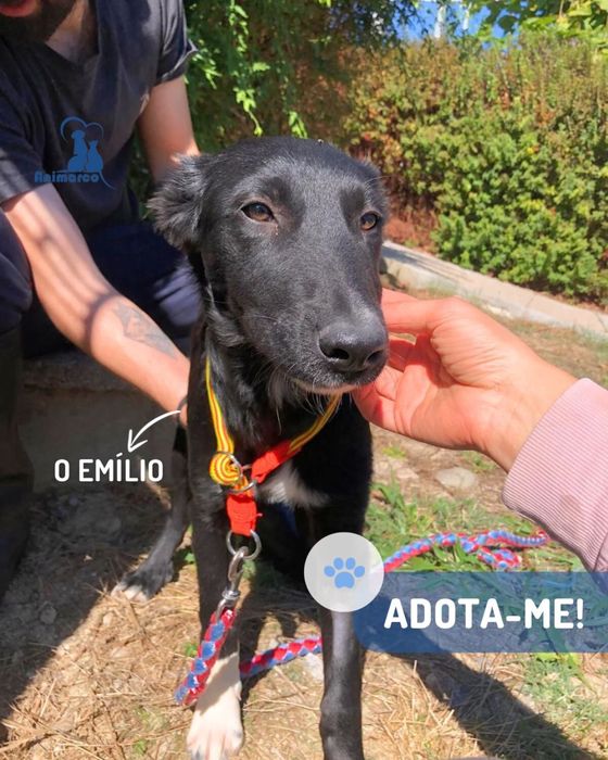 Emilio - cao jovem ficara porte medio- grande