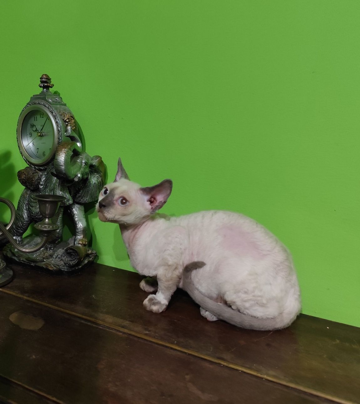 Kocurek Devon rex liliowy point. Pilnie