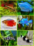 Aquasousa.com - Tetras, Guppys, Corydoras, Neons e muito muito mais...