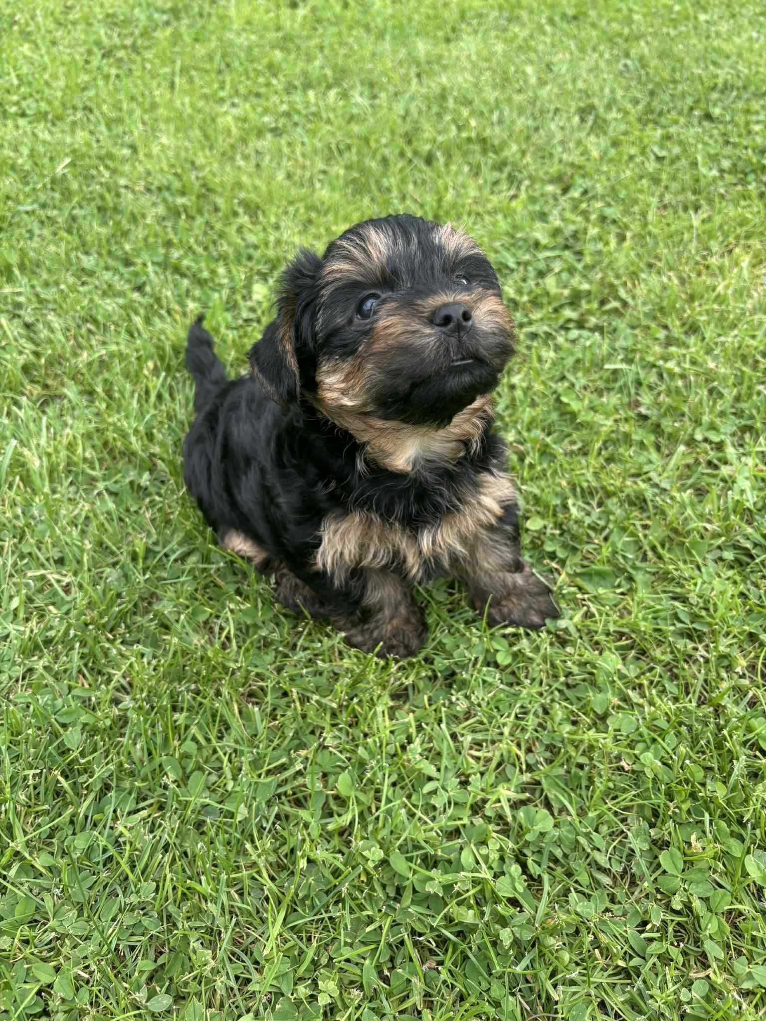 Szczeniak Yorkshire Terrier