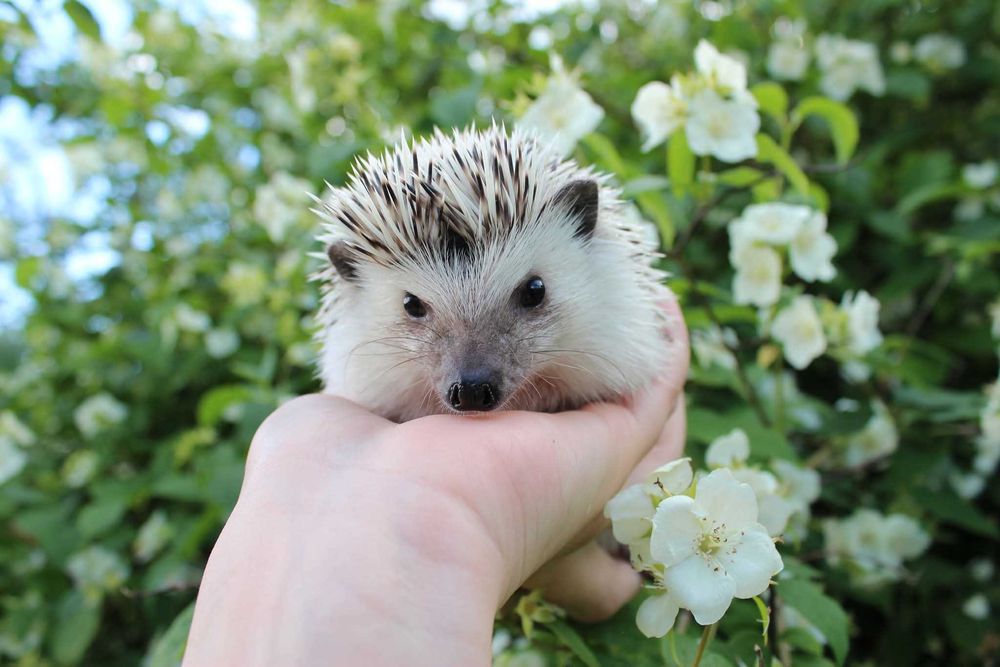 Jeże, jeż pigmejski,  jeżyki, z książeczką zdrowia i rodowodem