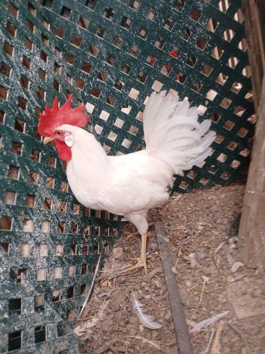 Galo de legorne branco