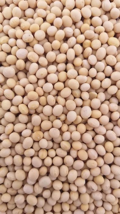 Продам посівну  сою
Сорт Аполо та Ультра
Сорт Аполо, Ка