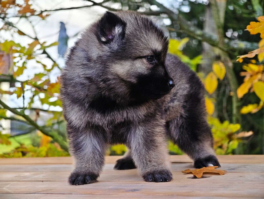 OWCZAREK STARONIEMIECKI Piękna Srebrna suczka po zdrowych rodzicach