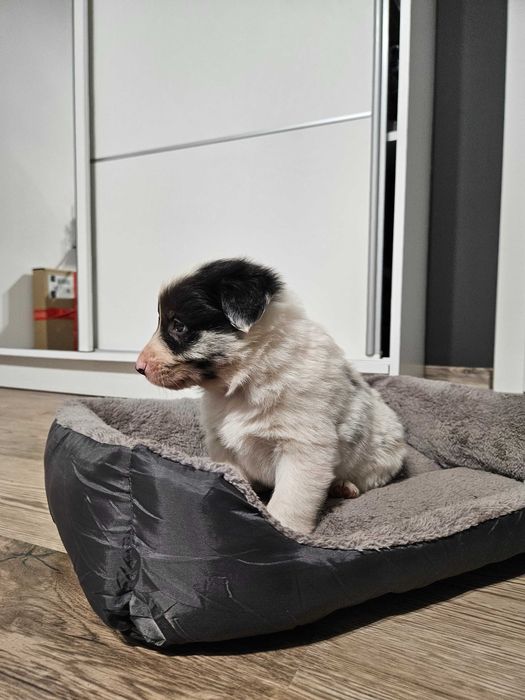 Pies Border Collie