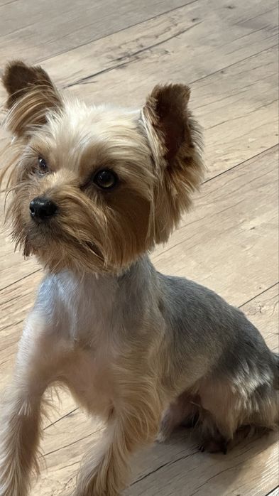 Йорк міні в’язка