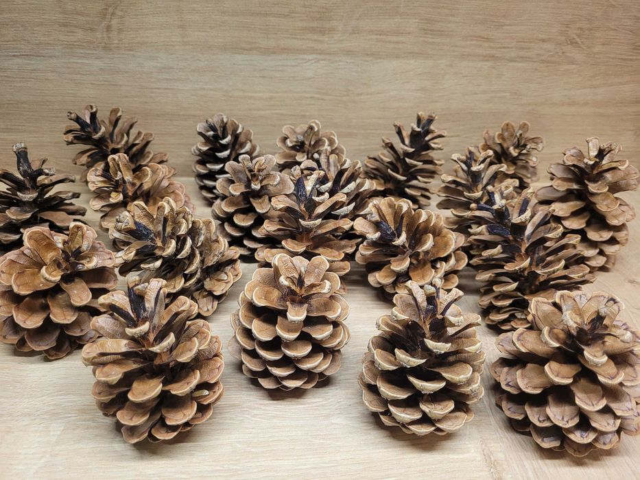 artykuły plastyczne w zestawie do szkoły żołędzie szyszki itp