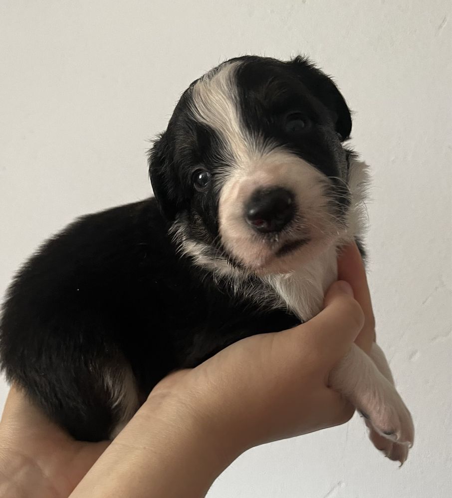 Border Collie piesek