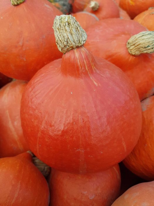 Sprzedam dynię Hokkaido