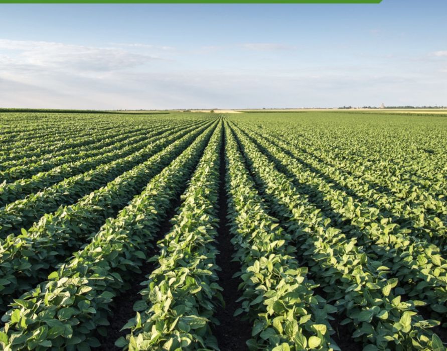 Урожайний, ранній сорт сої drem