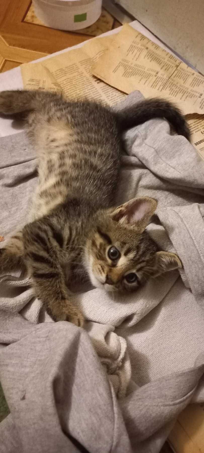Отдаём котят 1,5 месяца.