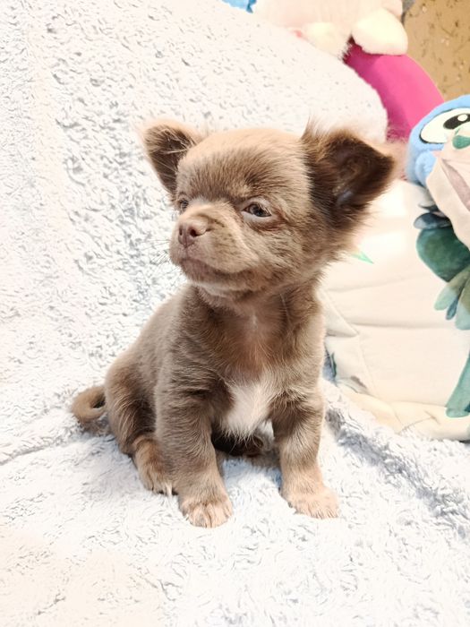 Чихуа довго шерстні,хлопчики