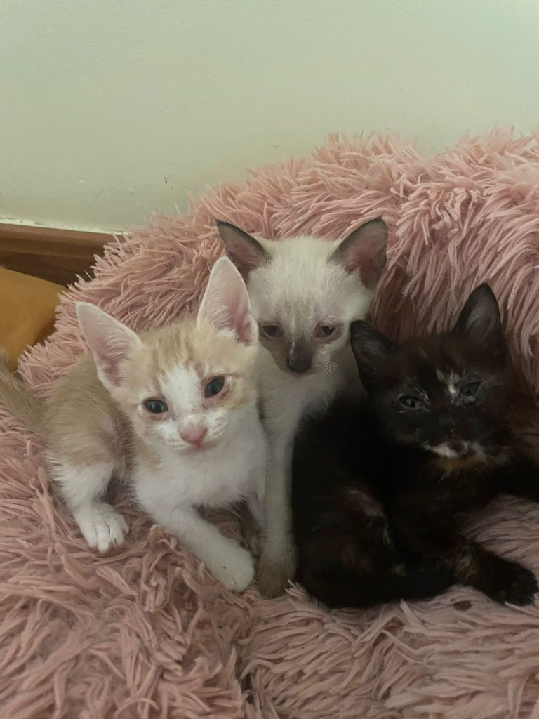 Adoção - Gatinhos
