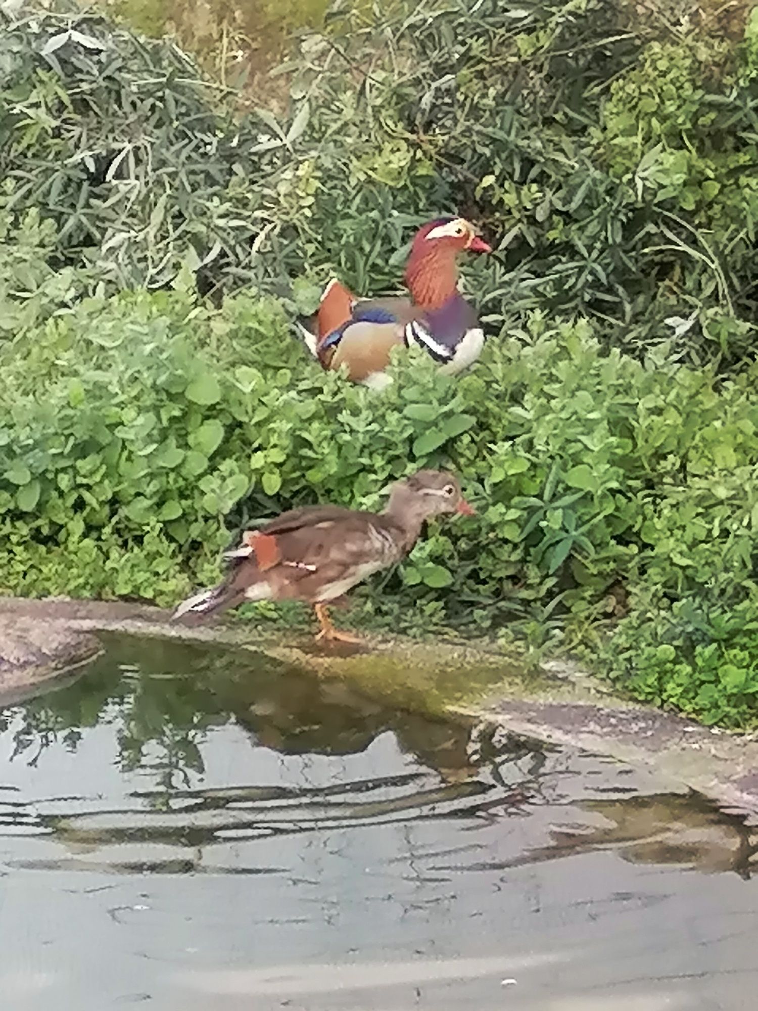 Lindos Patos Mandarim e Carolino