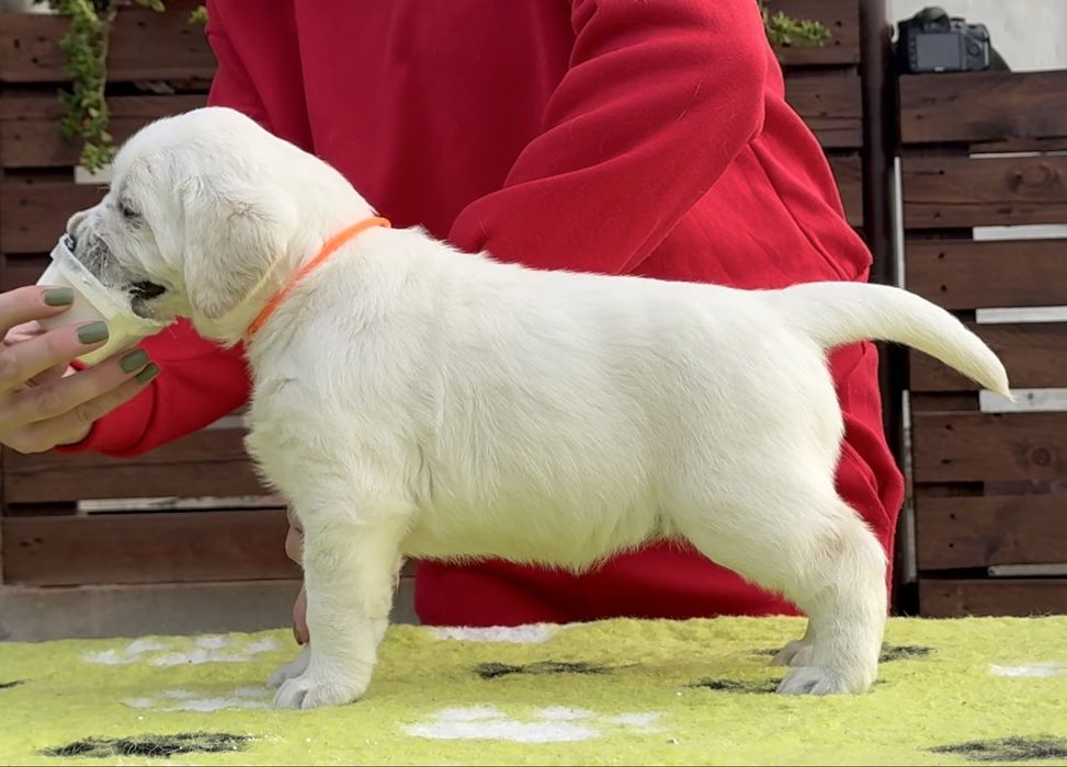 Чекають на свої родини гарні цуцуценята лабрадор ретривер!