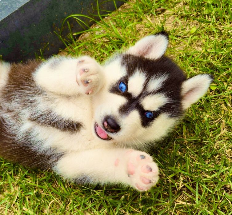 Szczeniak Siberian Husky rodowód ZKwP FCI Champion Puppy Pedigree