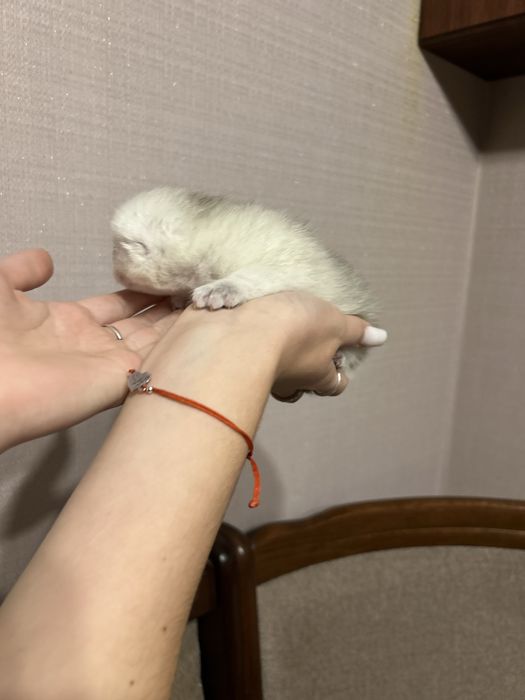 Кошеня британське хлопчик