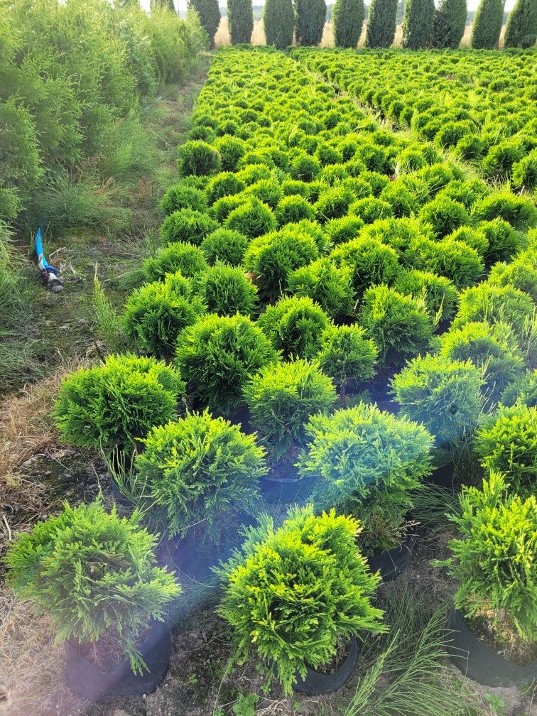 Tuja Danica 20 cm thuja tuje poznan