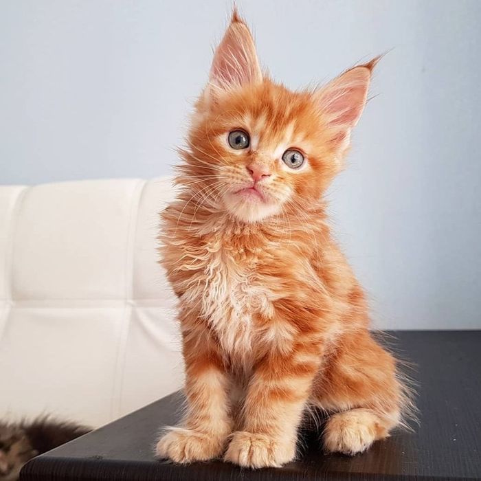 Котёнок, породы Мейн-кун