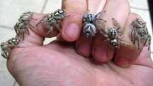 Hyllus giganteus Ogromny skakun