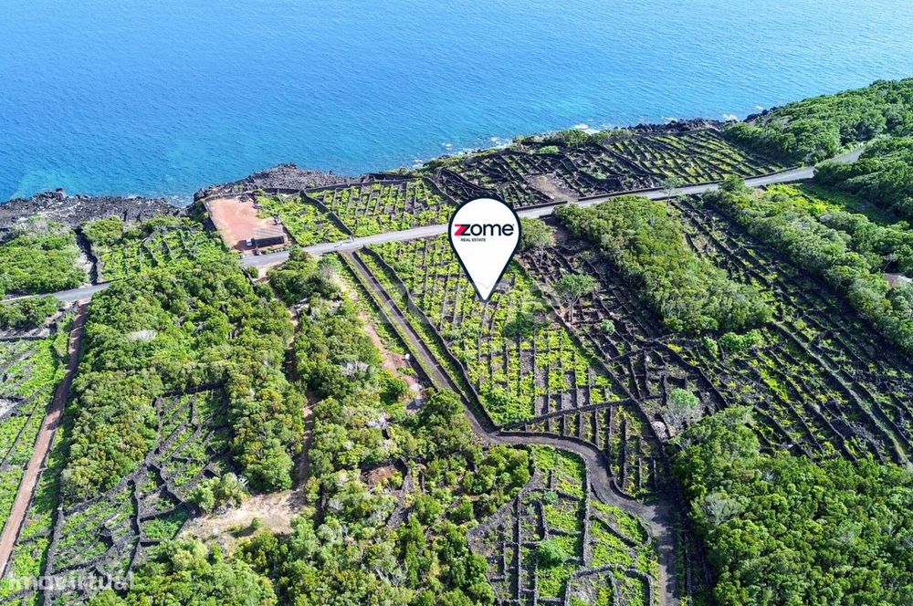 Terreno de vinhas com 2835m2, em São Caetano na Ilha do Pico