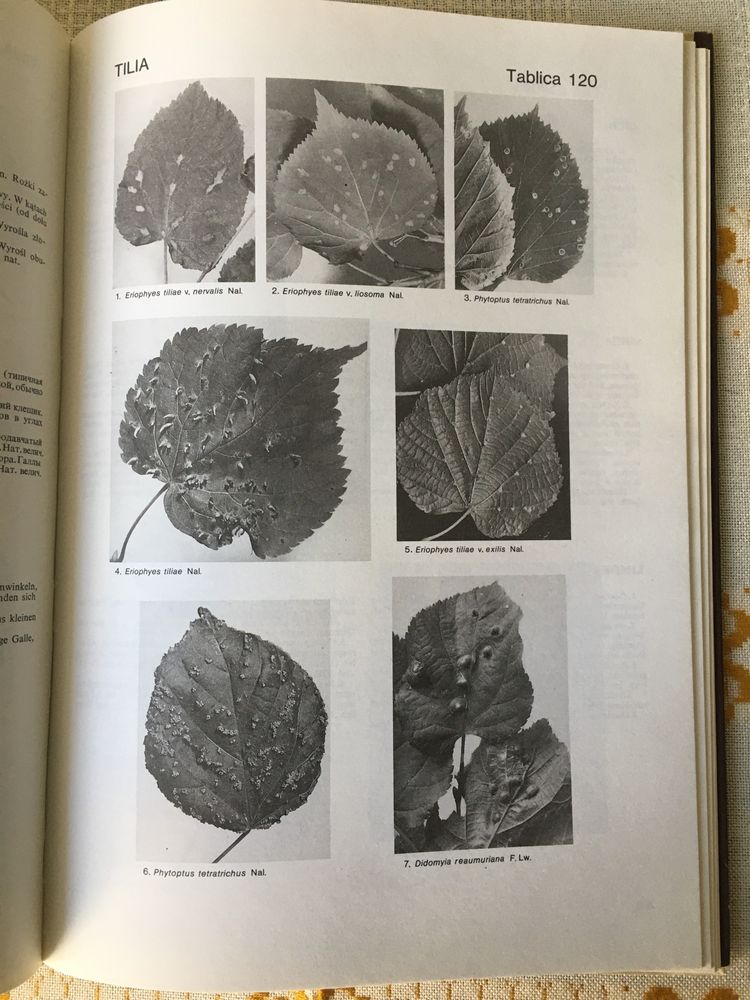 Atlas uszkodzeń drzew i krzewów Schnaider leśnictwo entomologia