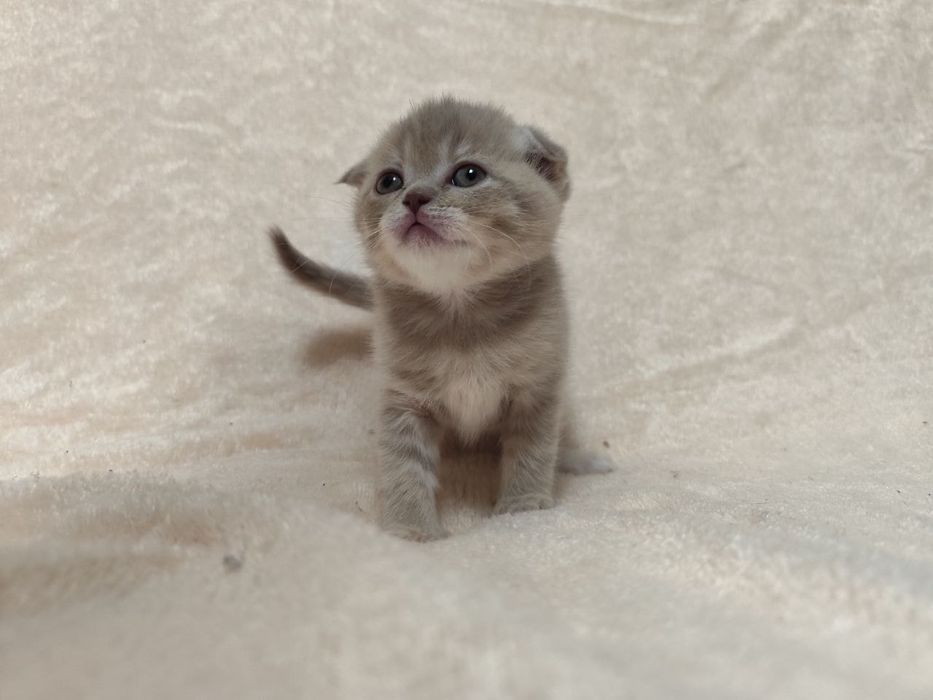 Кошенята Scottish fold/ striaht.