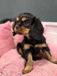 Urocza suczka Alice Cavalier King Charles Spaniel FCI
