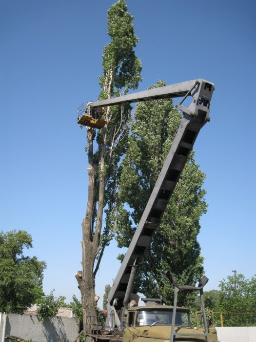Спил, обрізка дерев