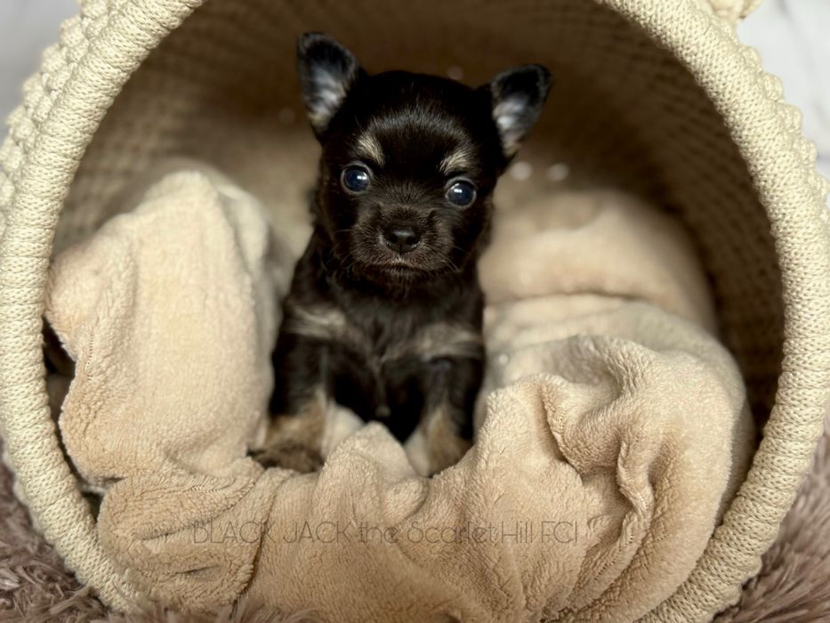 BLACK JACK pies szczenię chihuahua fci zkwp tricolor