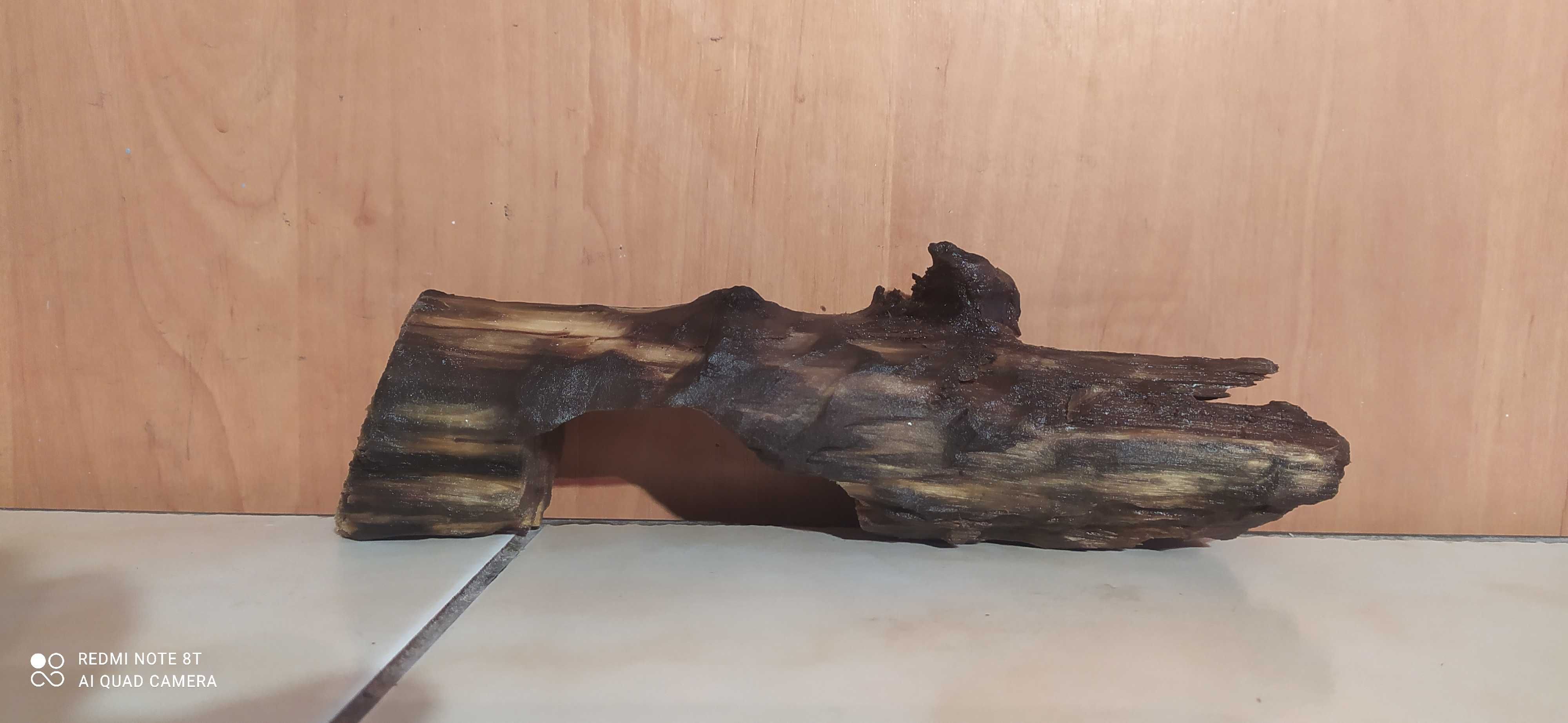 Korzeń,konar do akwarium-21 cm-gratis mech