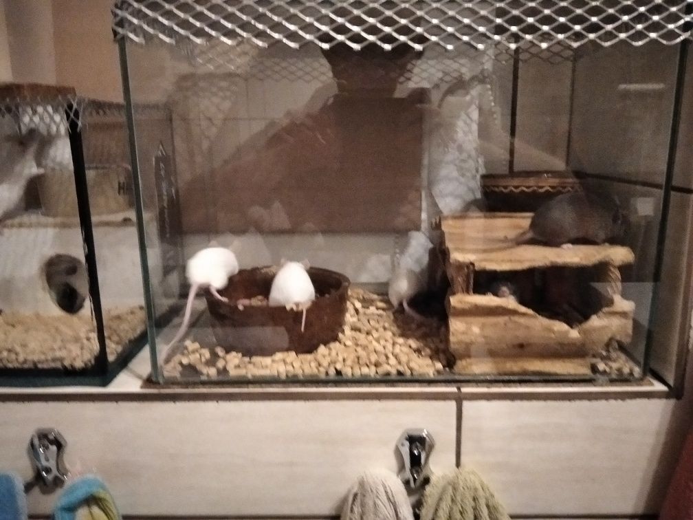 Myszki oseski i małe