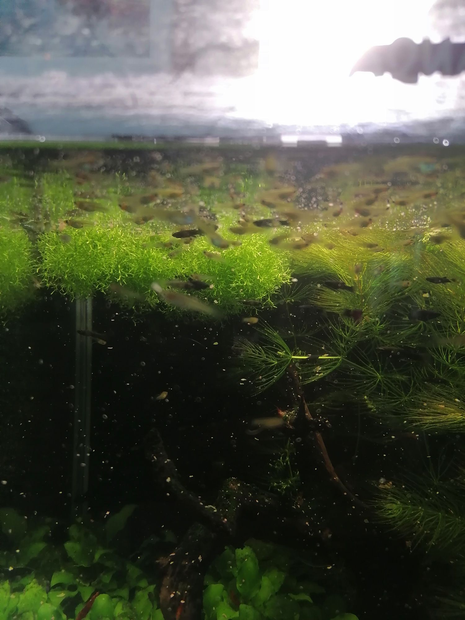 Narybek gupika różna wielkość do 2 cm