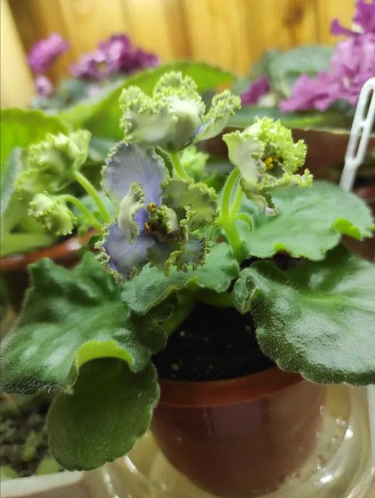 Дітки сортових фіалок, стартери, листочки