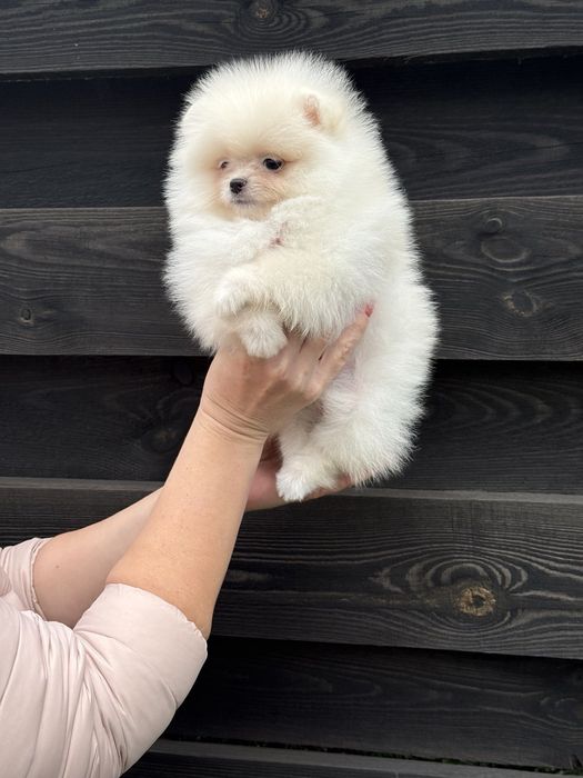 Цуценята померанського шпіца