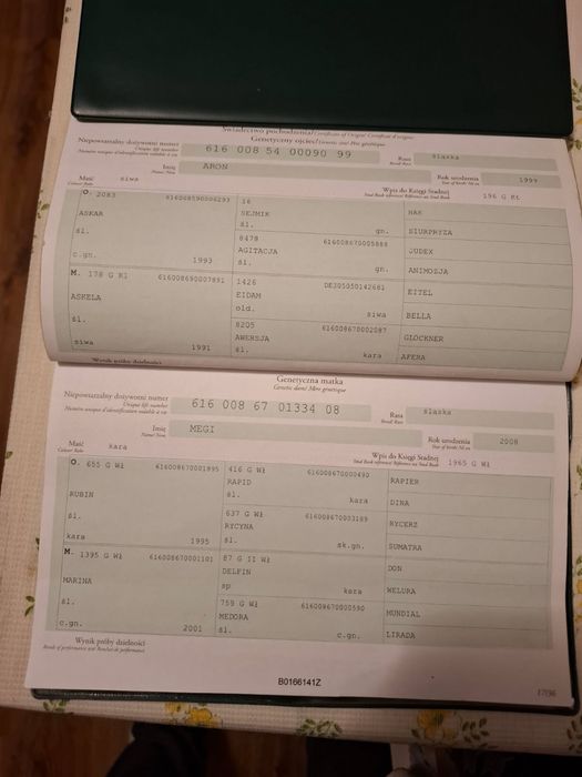 Klacz śląska programowa