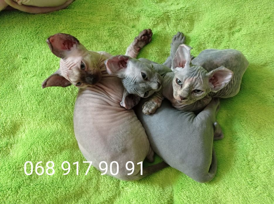 Кошенята сфінкси