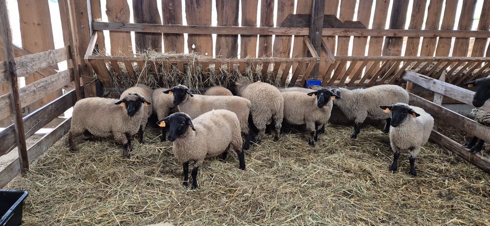 Sprzedam jagnięta suffolk i mieszańce