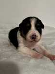 Piesek Border Collie Tricolor