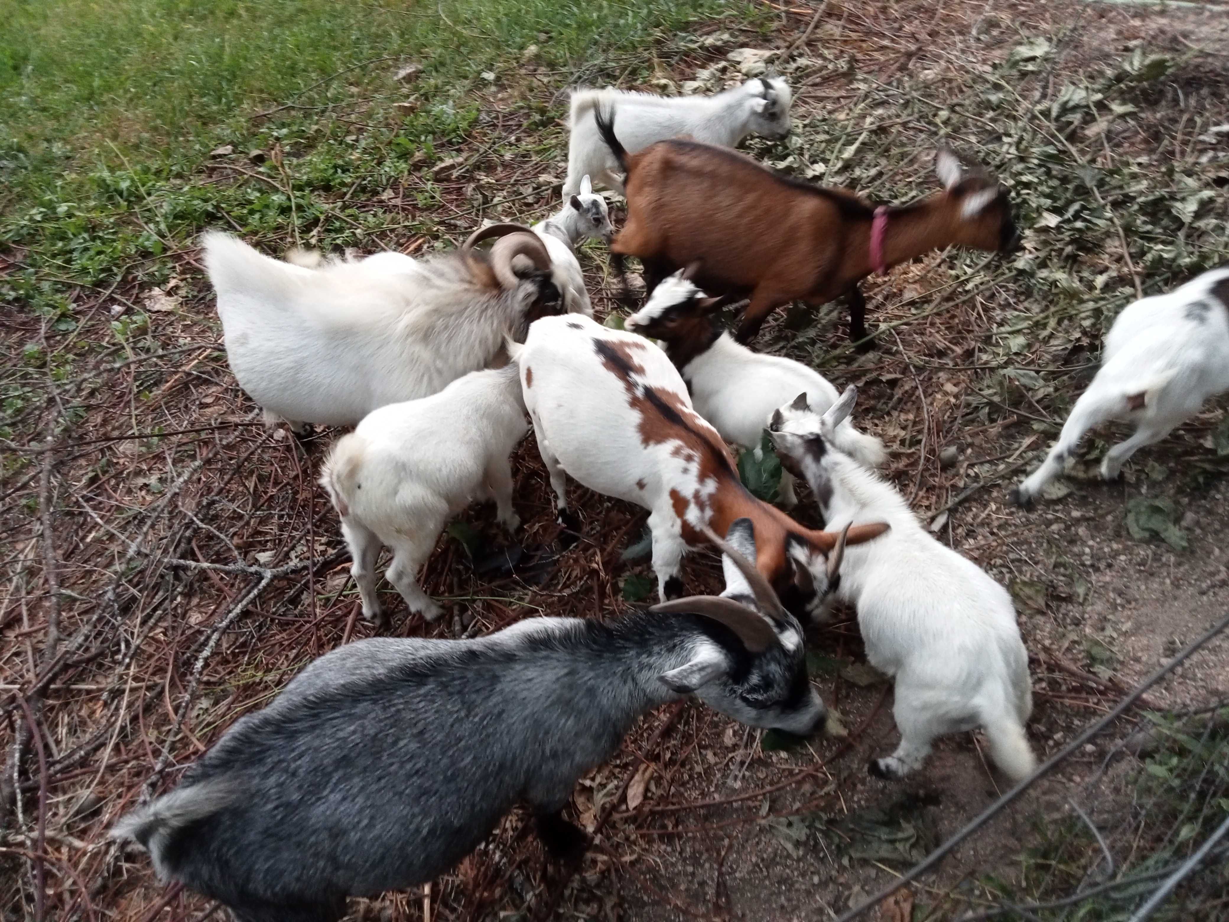 Cabras anãs/ israelitas