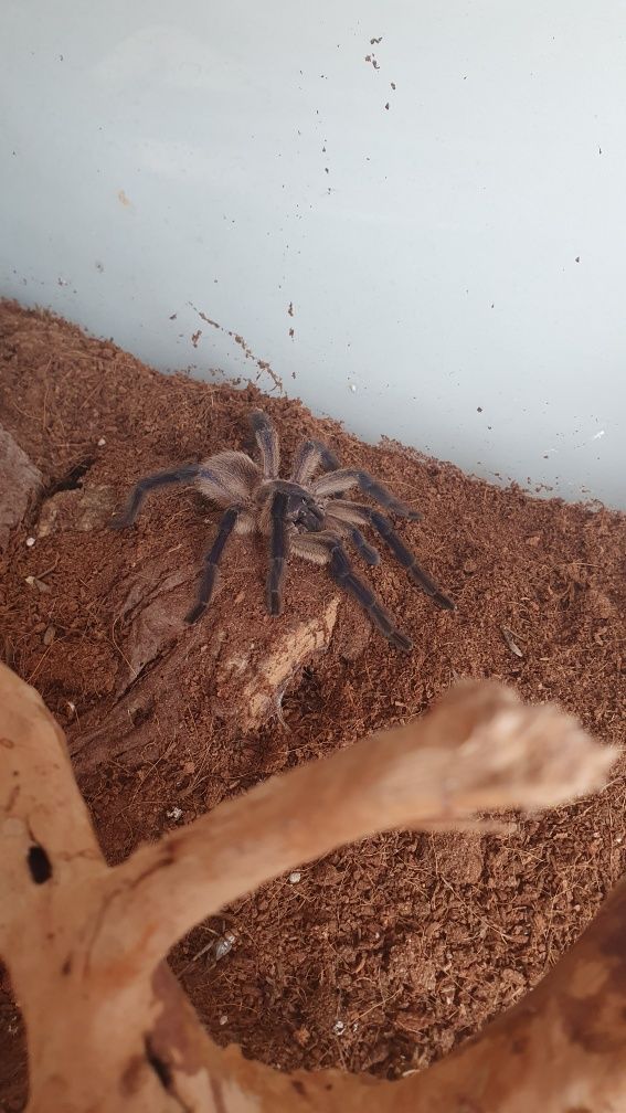 Monocentropus balfouri