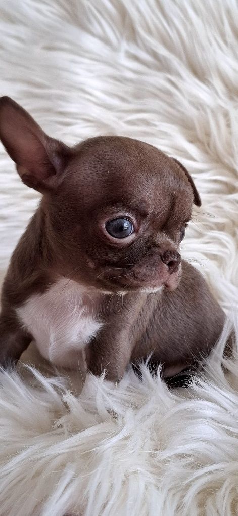 Chihuahua krótkowłosy piesek liliowy rod. Zhpr  4-pokolenoa