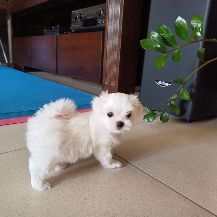 Maltańczyk pieski suczki linia koreańska